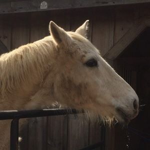 Meet your Posher, Noelle